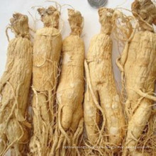 Raíz de ginseng Panax